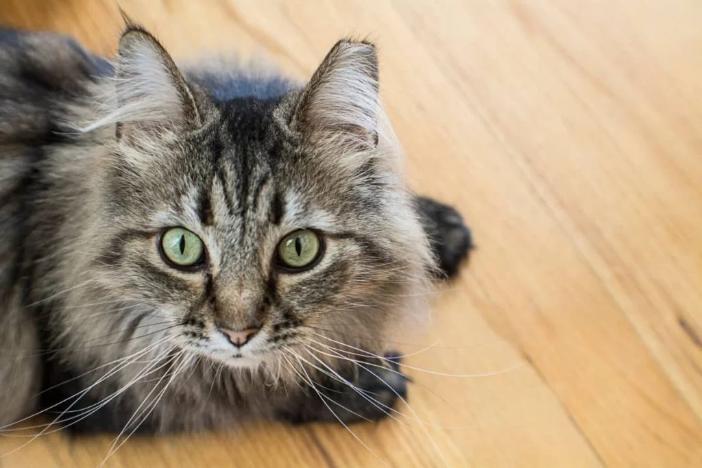 Are Maine coons descendants of the bobcats