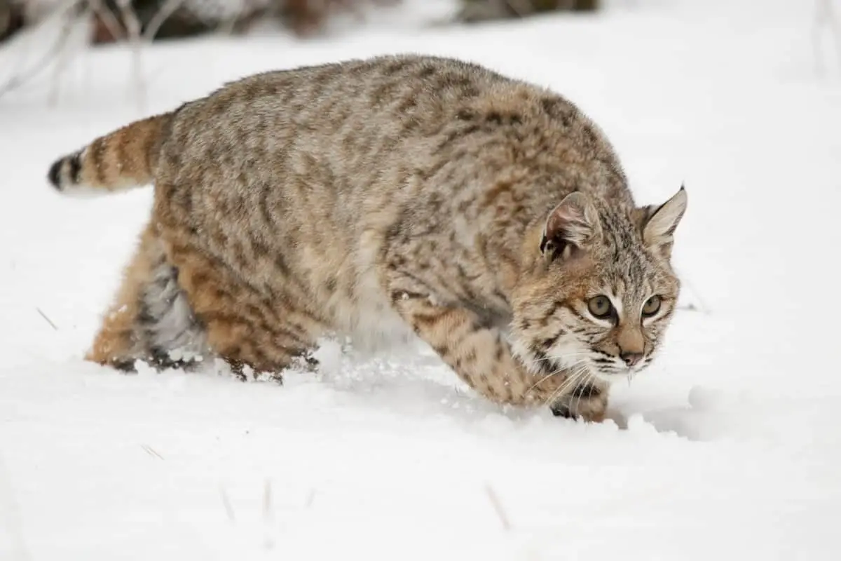 Are there bobcats in Ohio?