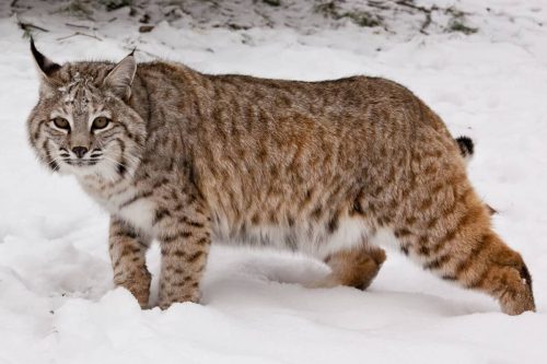 Bobcat Animal