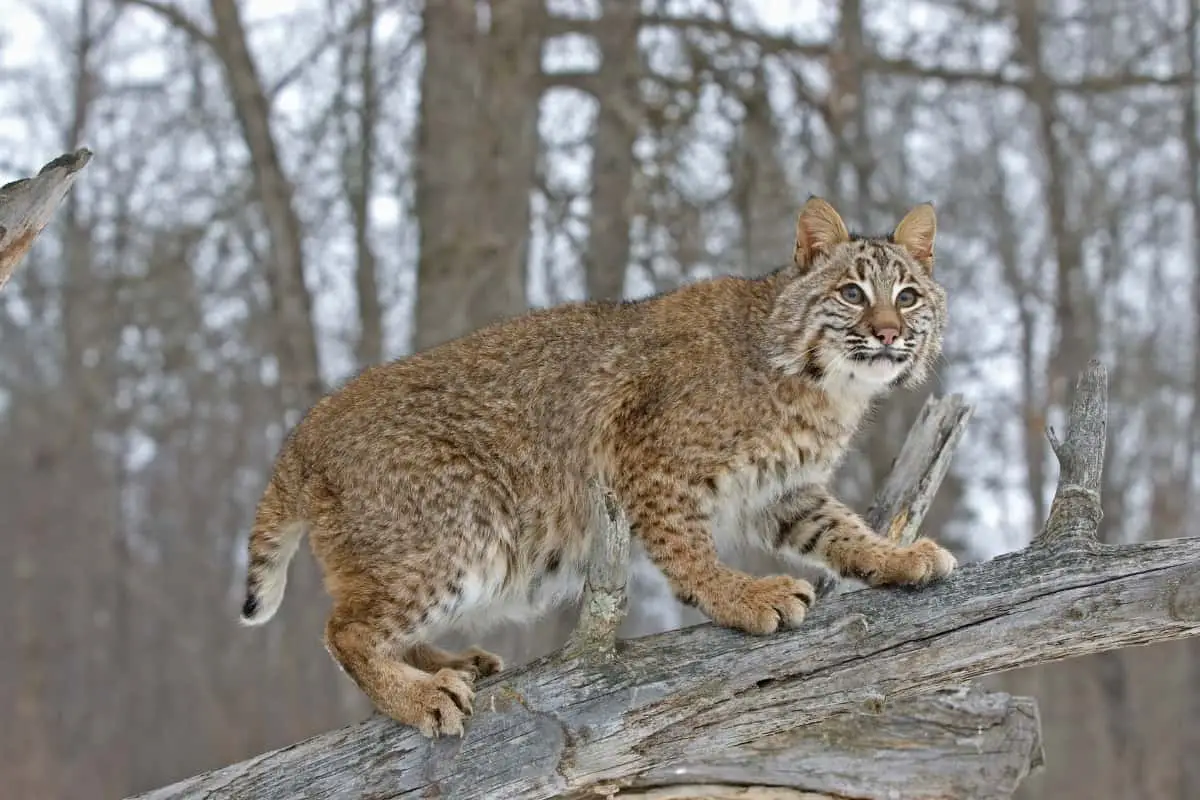 Bobcat Fur Example