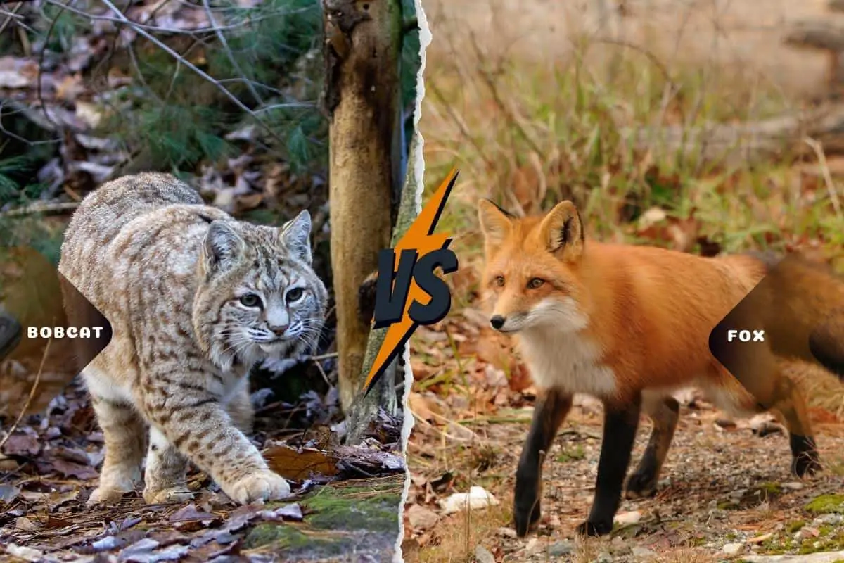 Bobcat and fox comparison