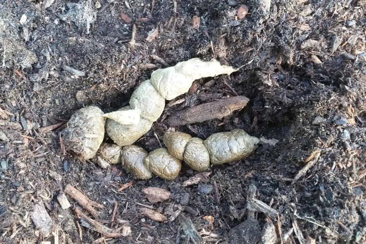 Bobcat scat has pointy ends