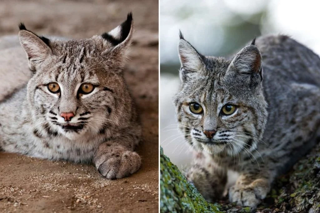 Bobcat tuft ears