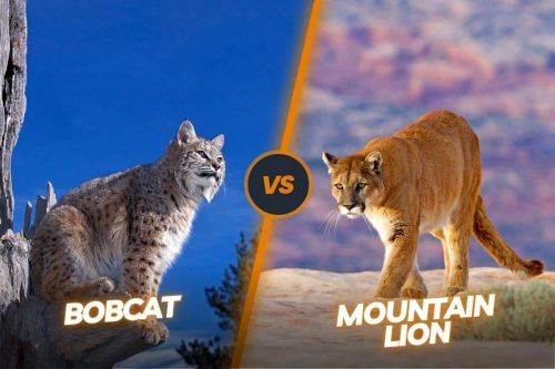 Bobcat vs Mountain Lion