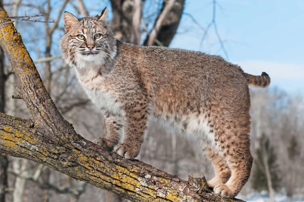 Bobcat Colors What Color Are Bobcats 