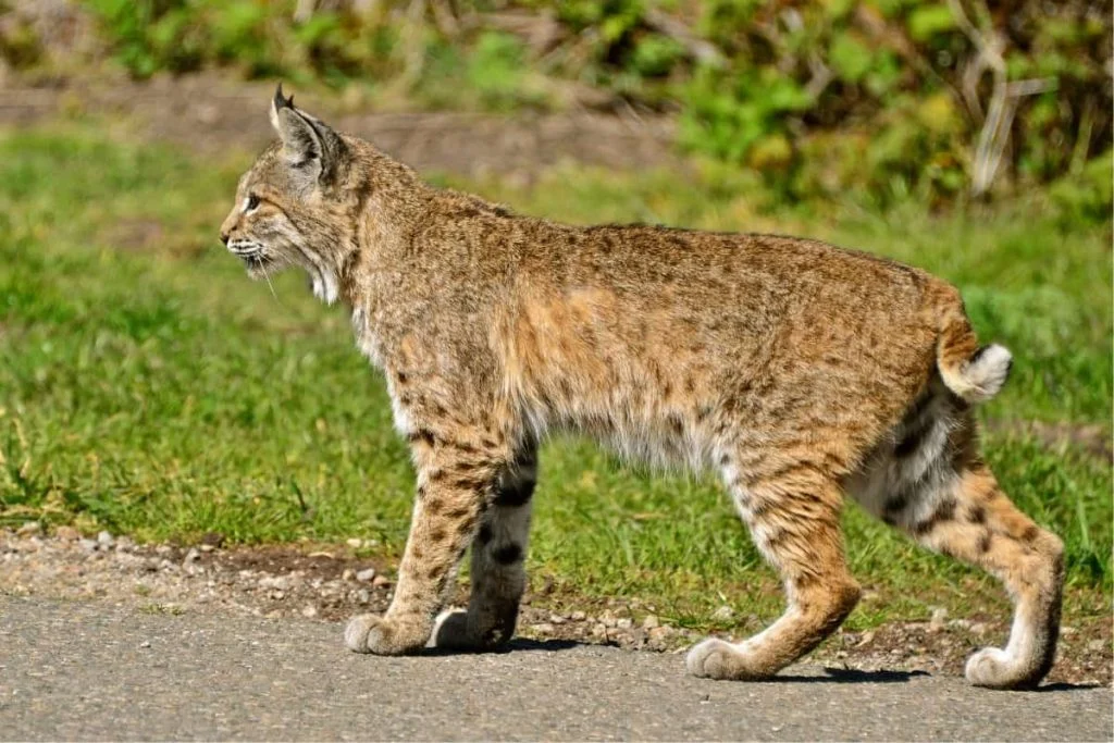 Bobcats Location Where Do Bobcats Live