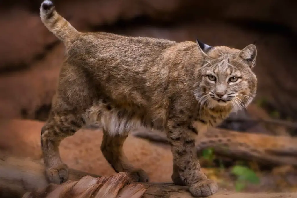 Bobcats in Georgia