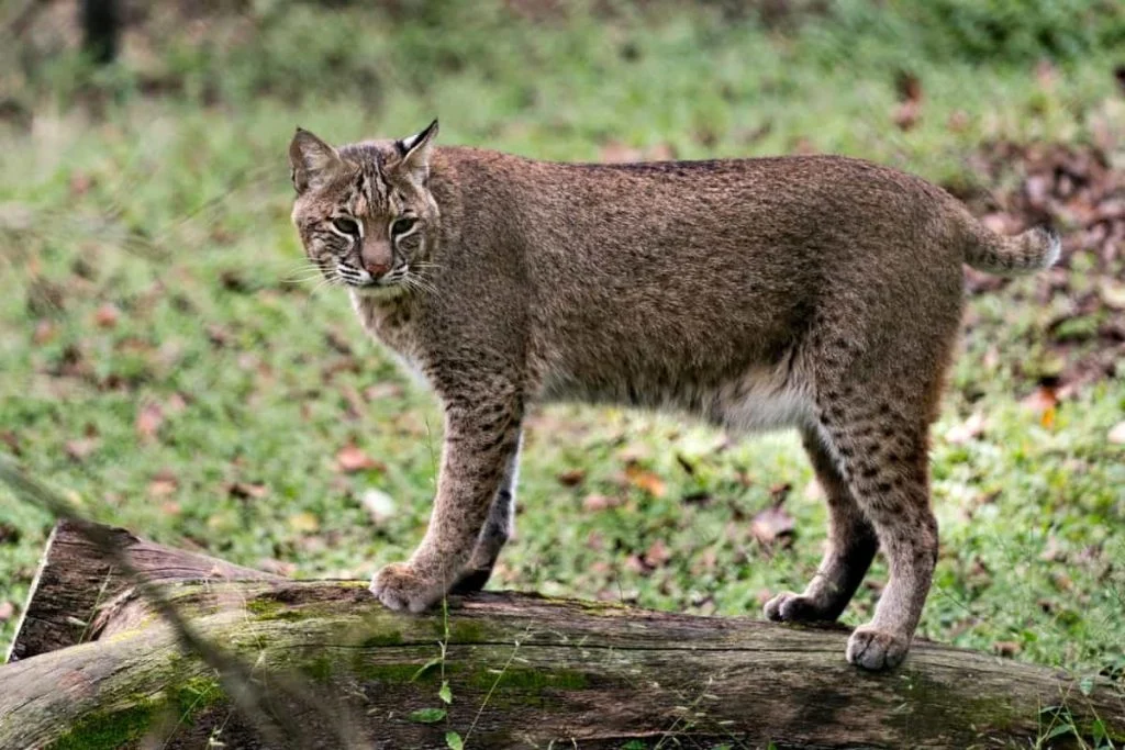 Bobcats in Illinois