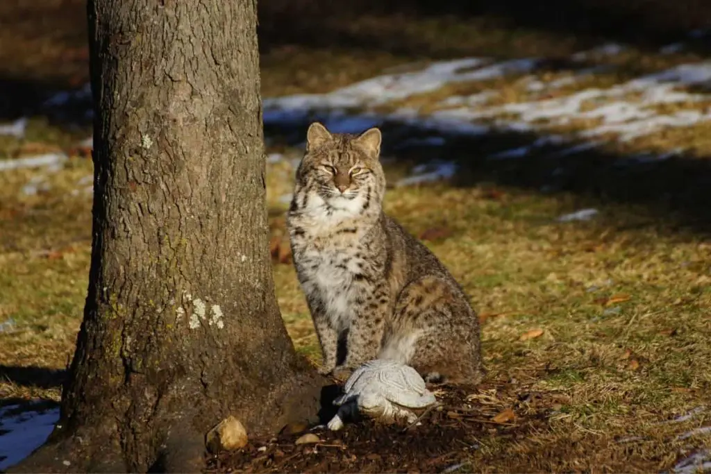 Bobcats in Mississippi