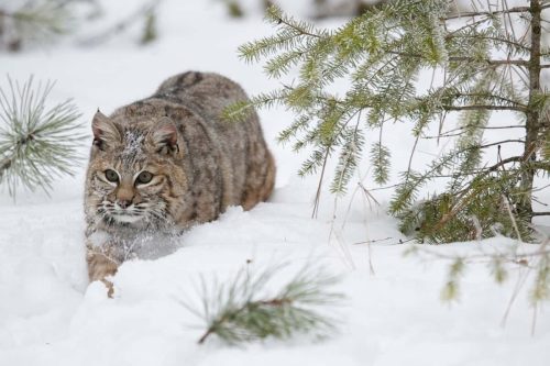 Bobcats in Montana