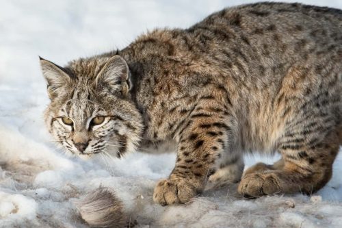 Bobcats in Ohio