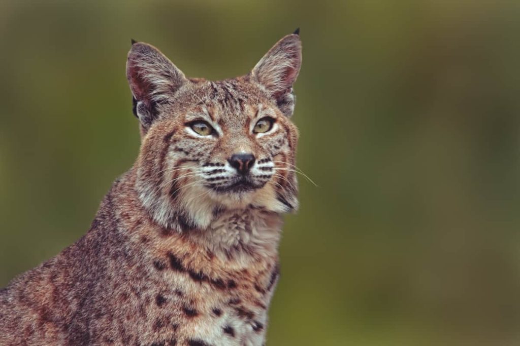 Bobcats in Pennsylvania The Resurgence of Bobcats in PA