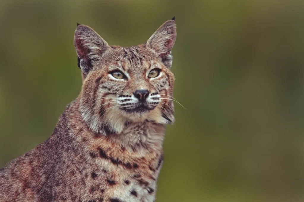 Bobcats in Pennsylvania