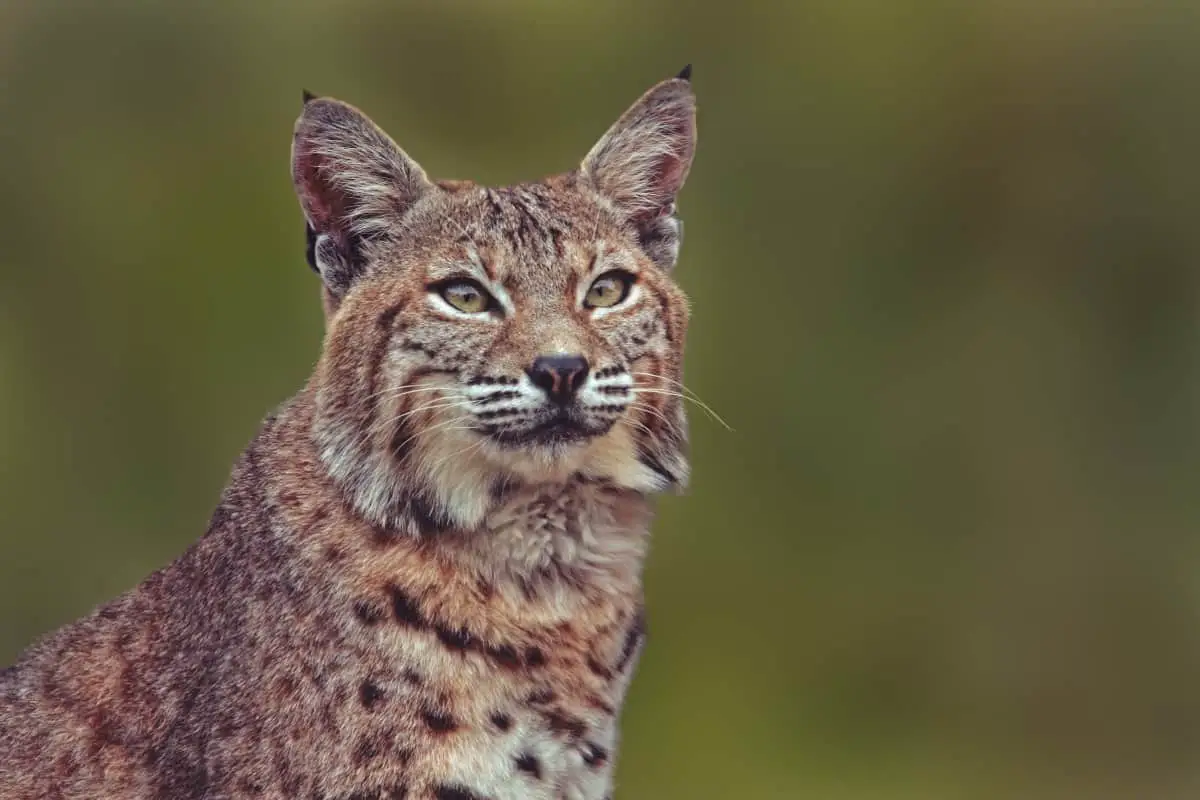 Bobcats in Pennsylvania