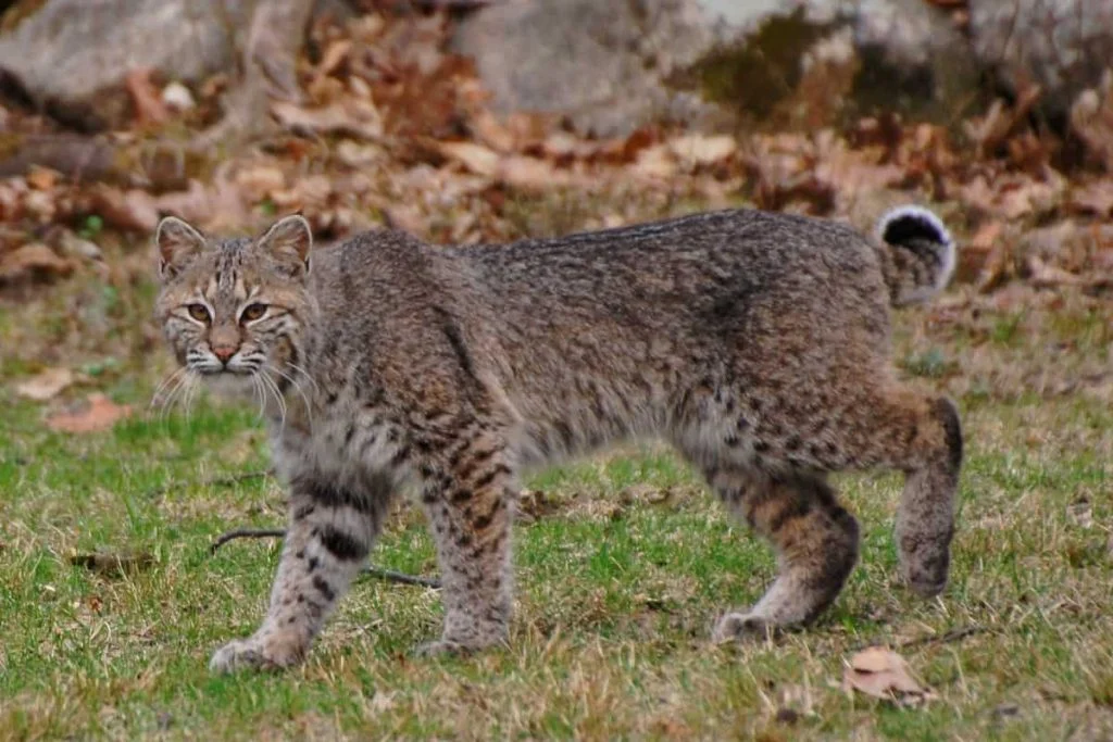 Bobcat’s overview