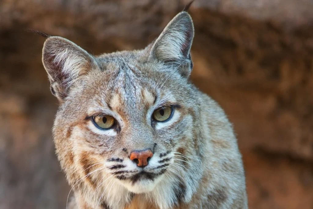 Bobcats vs mountain lions senses 