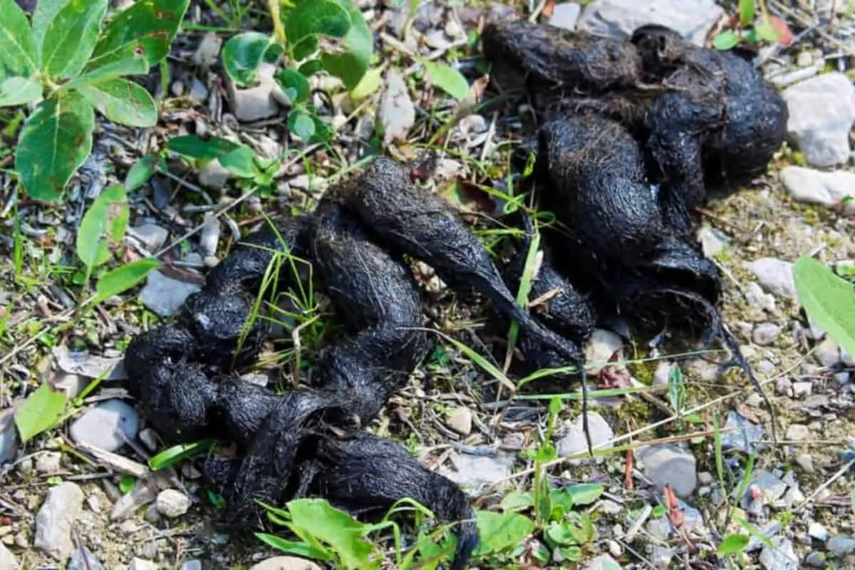 Coyote scat