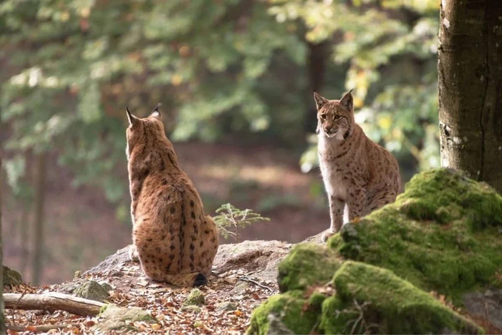 Dangerous bobcat pair injured a dog in colorado