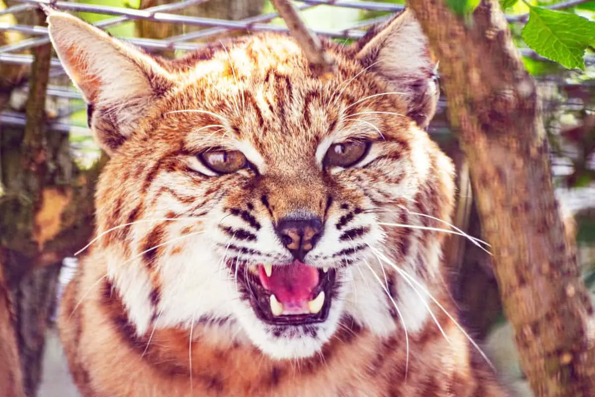 Do bobcats attack house cats?