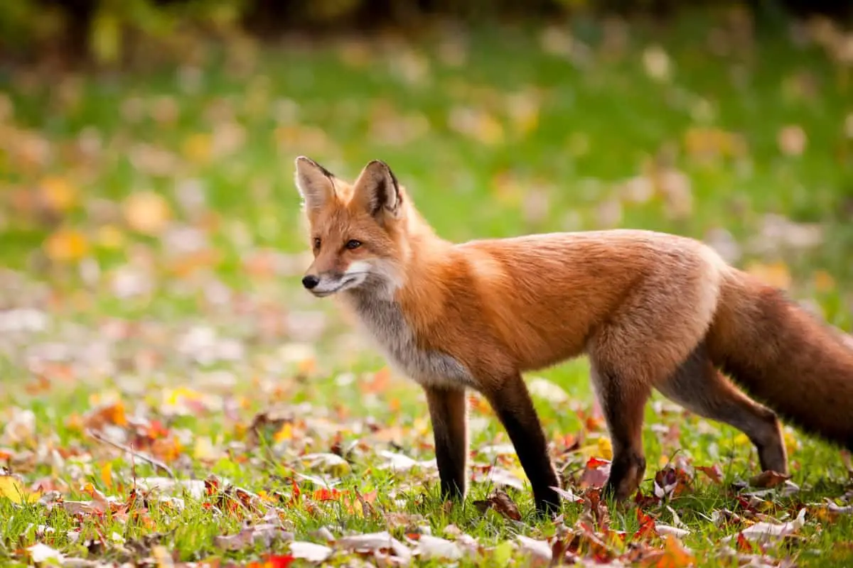 A Red Fox in Wild