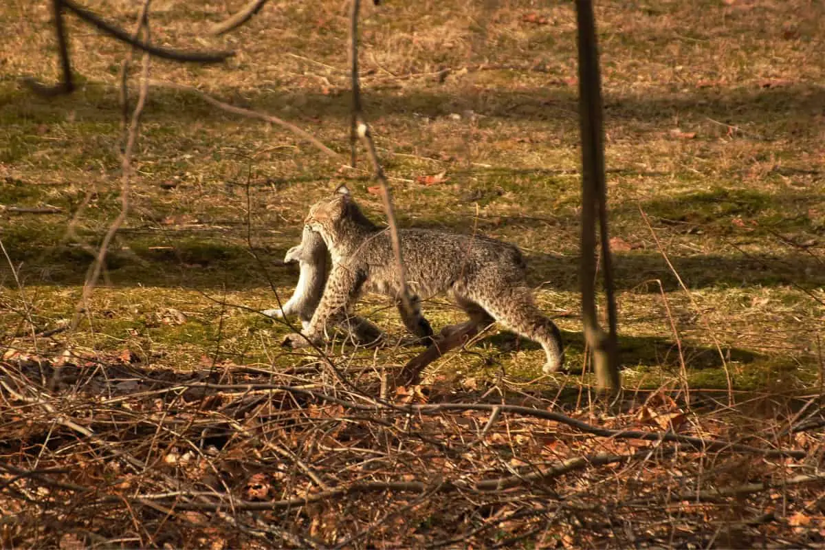 Foxes are omnivores while bobcats are carnivores.