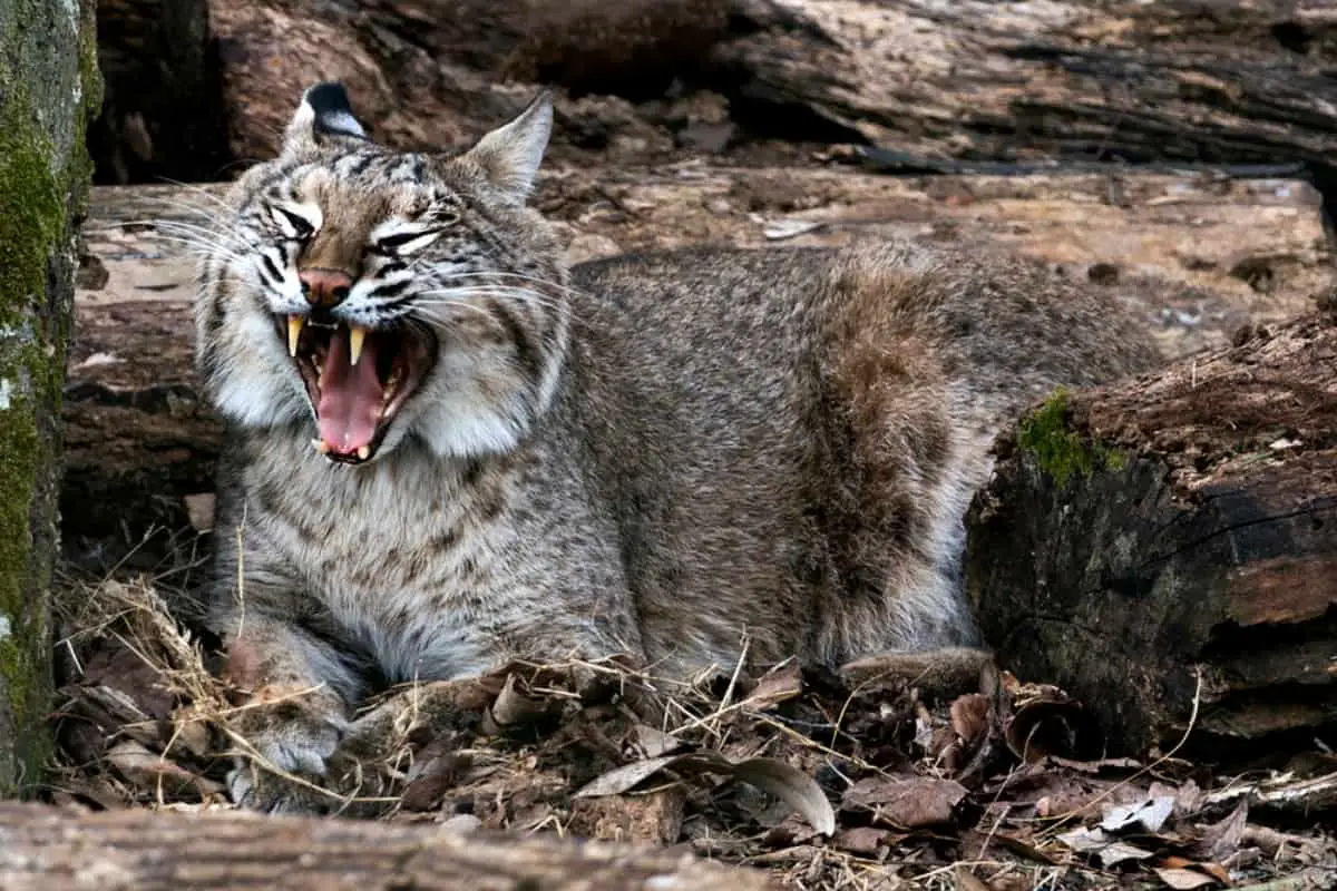 How do I know if a bobcat is dangerous