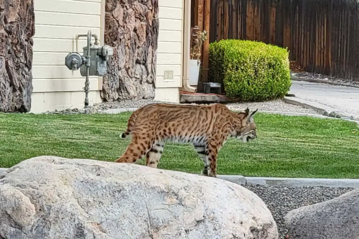 bobcat spotted near the public settlement.