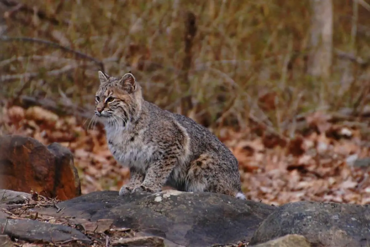 Hunting and trapping of bobcat is allowed for a limited time.