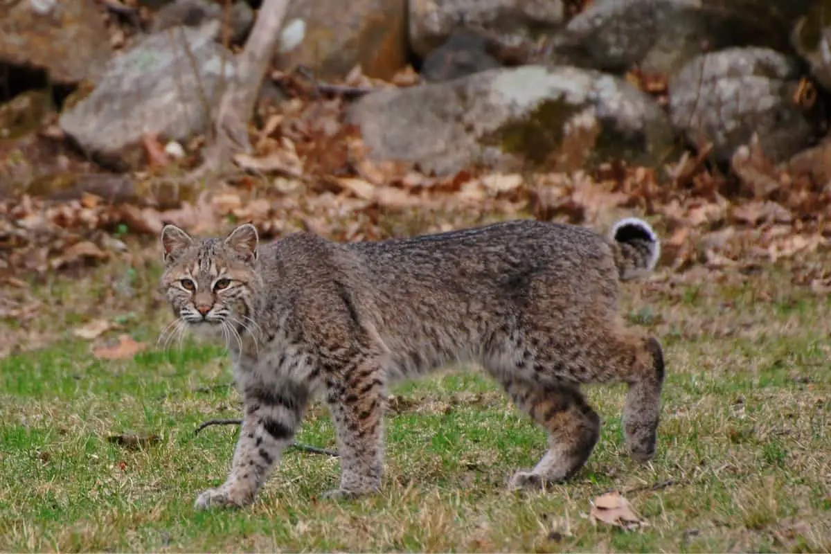 Bobcat poop can be a source of diseases like toxoplasma gondii, Giardiasis, etc.