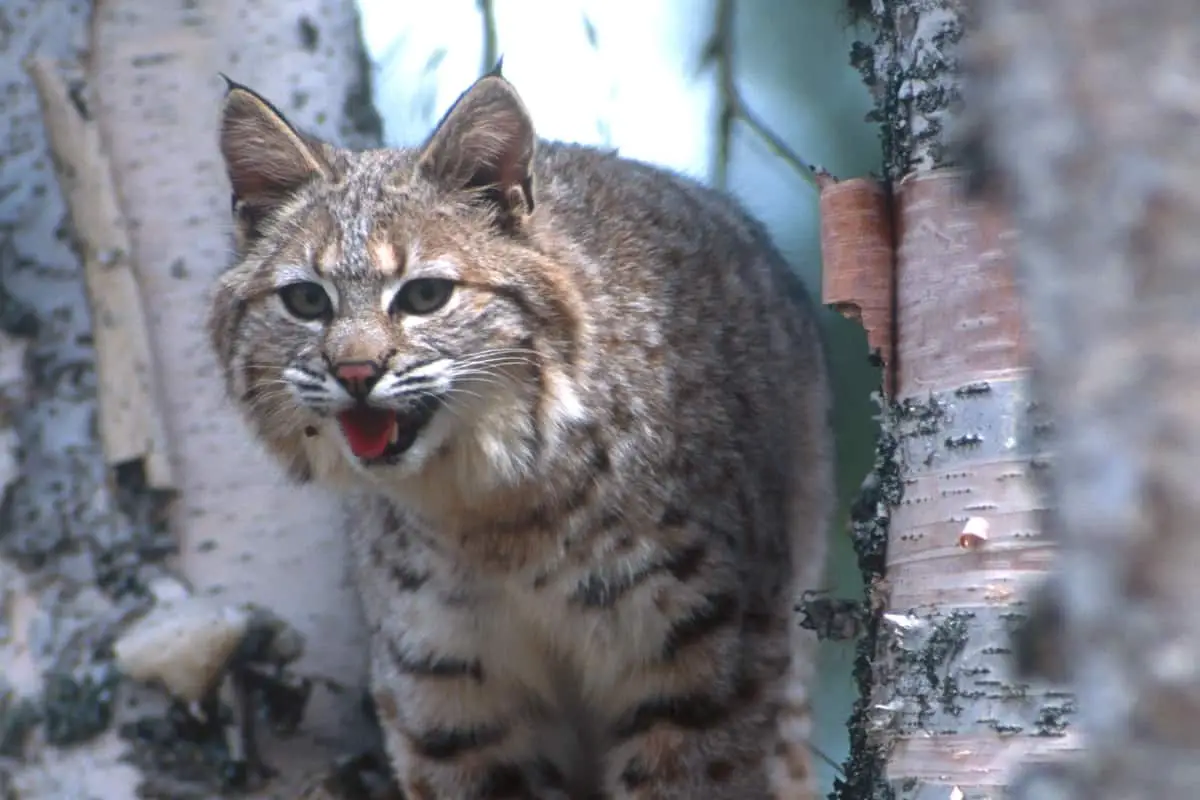 Laws and regulations for hunting bobcats in North Carolina