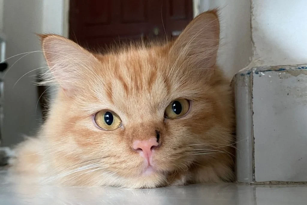 Maine coon interaction with human beings