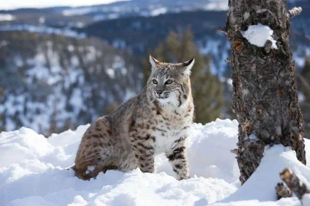 Bobcat population