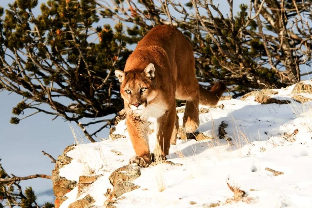 Mountain lion combat skills