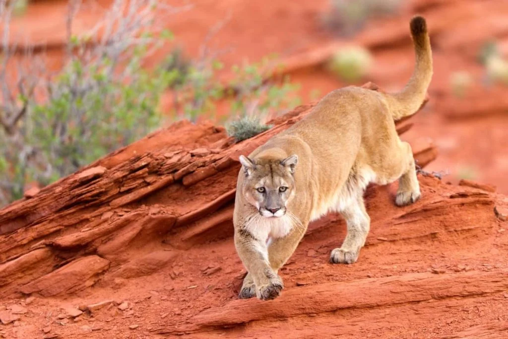 Mountain lion in Utah