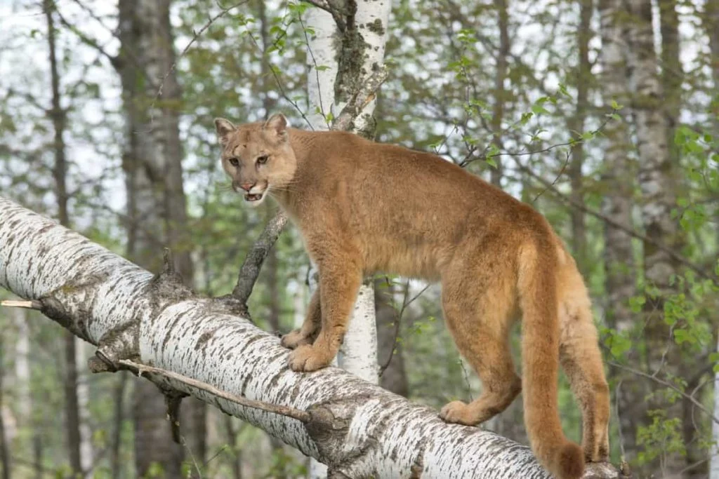 Cougars are a rare sight and are not native to the state.