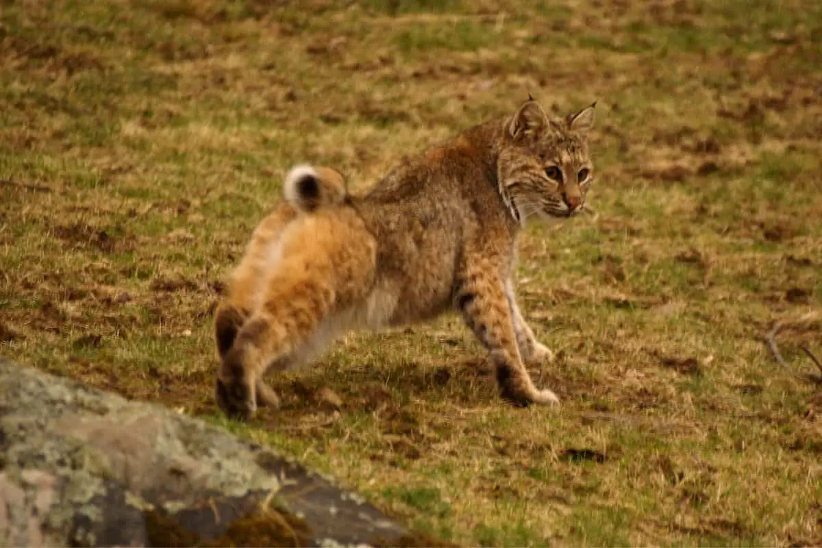 Bobcat season in PA