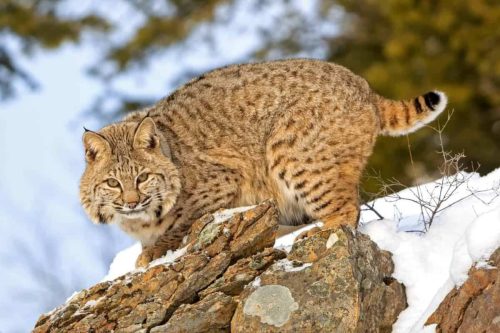 Types of Bobcats or Bobcat species