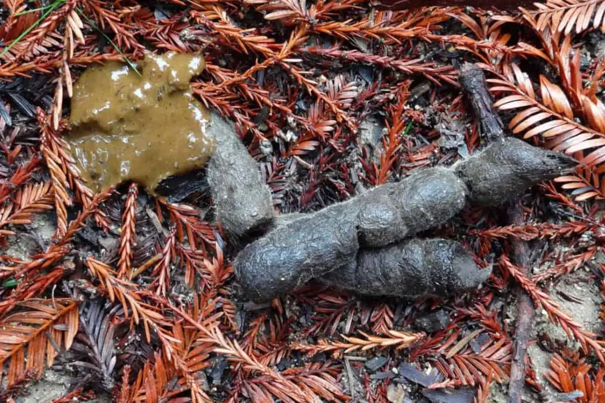 Wet and dry bobcat poop found in the forest.