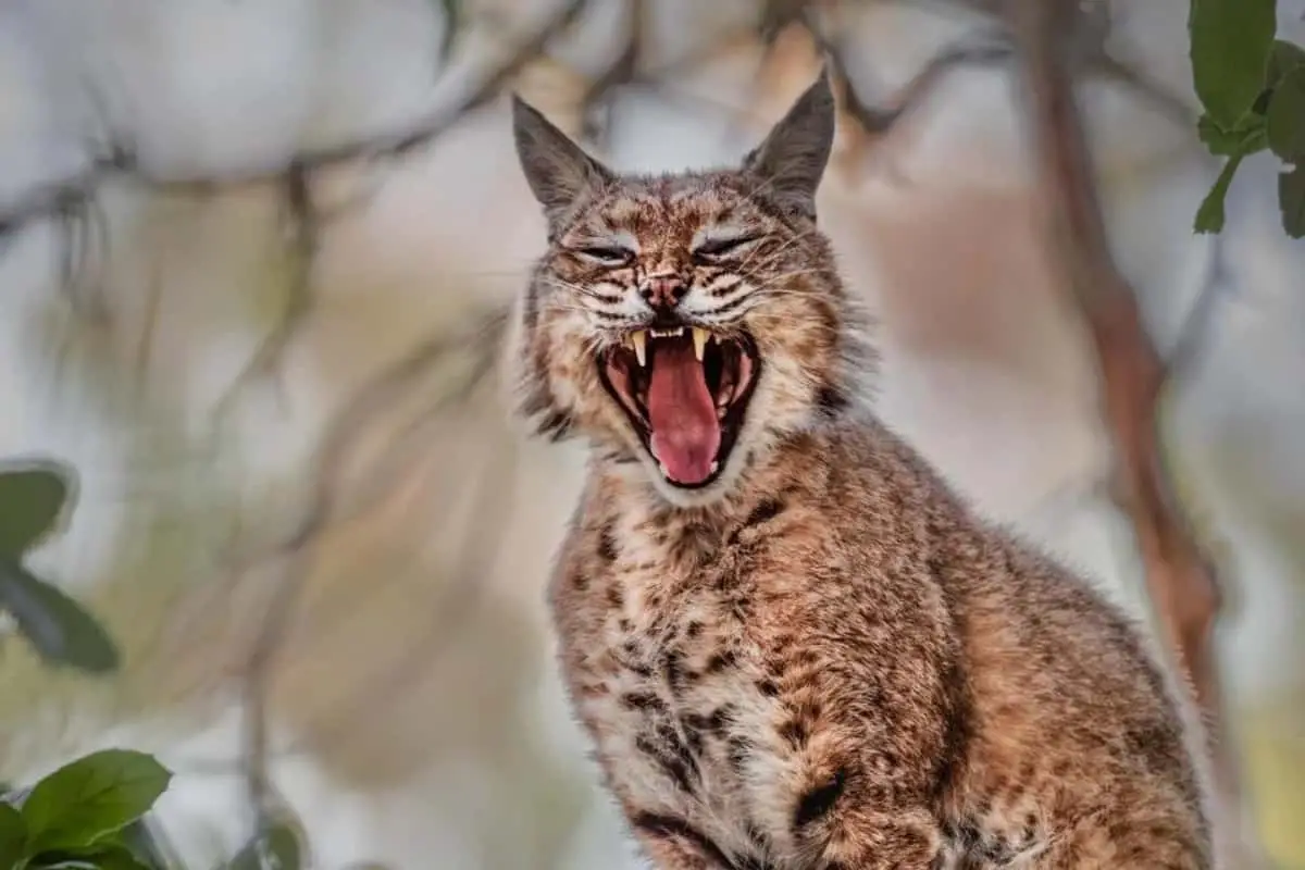 What Does A Bobcat Sound Like