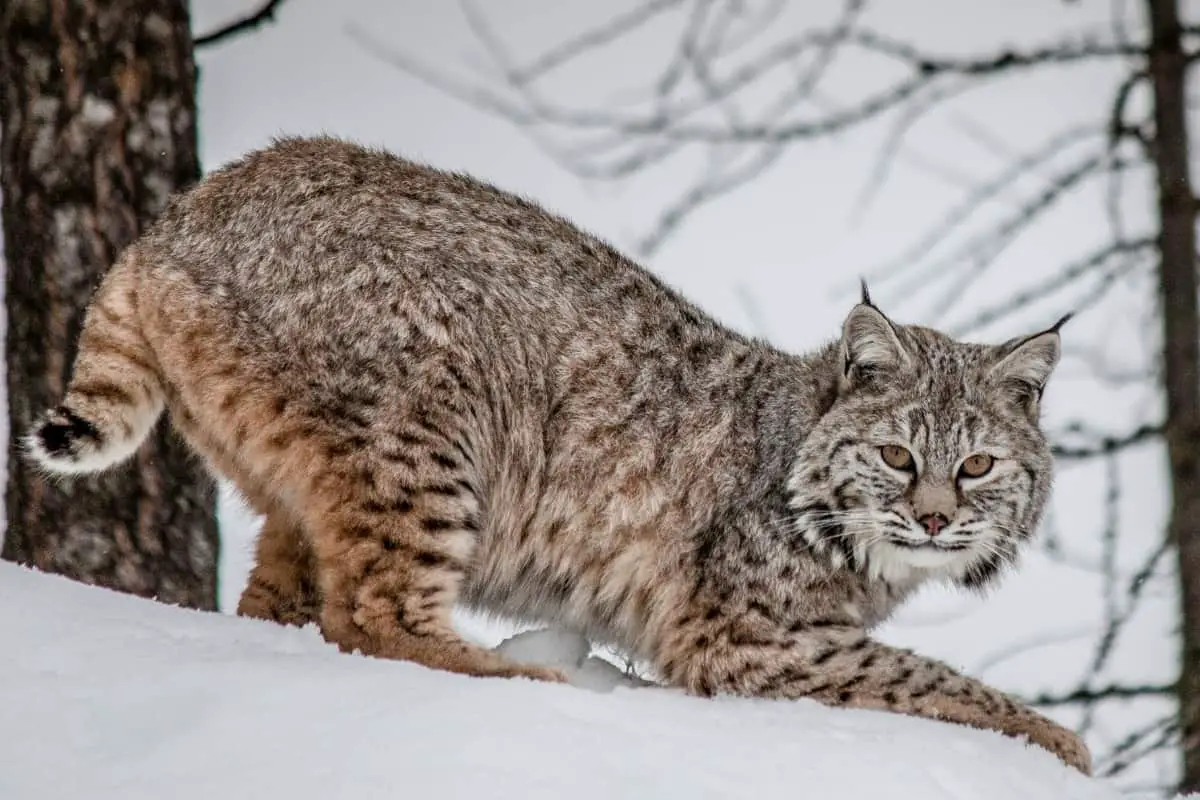 Where do bobcats live in Michigan?