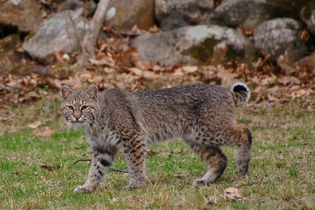 Bobcats are present throughout the Mississippi state and have dens in vegetated areas.