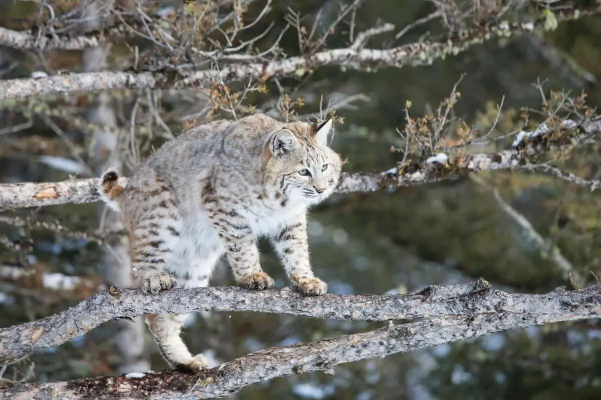 A bobcat in the forest