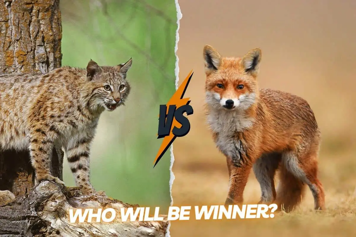 Who would win in a fight between bobcat and fox