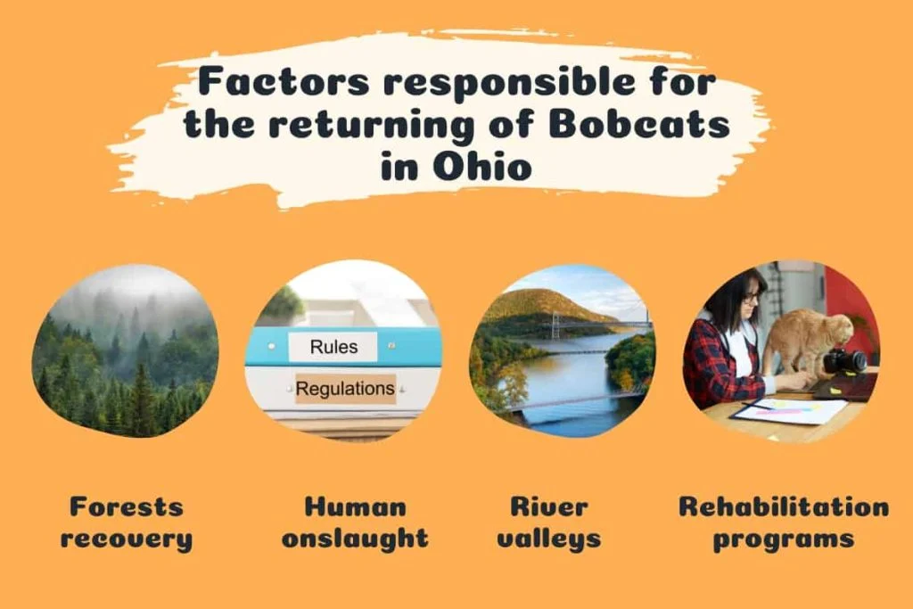 Factors responsible for the returning of Bobcats in Ohio - Infographics