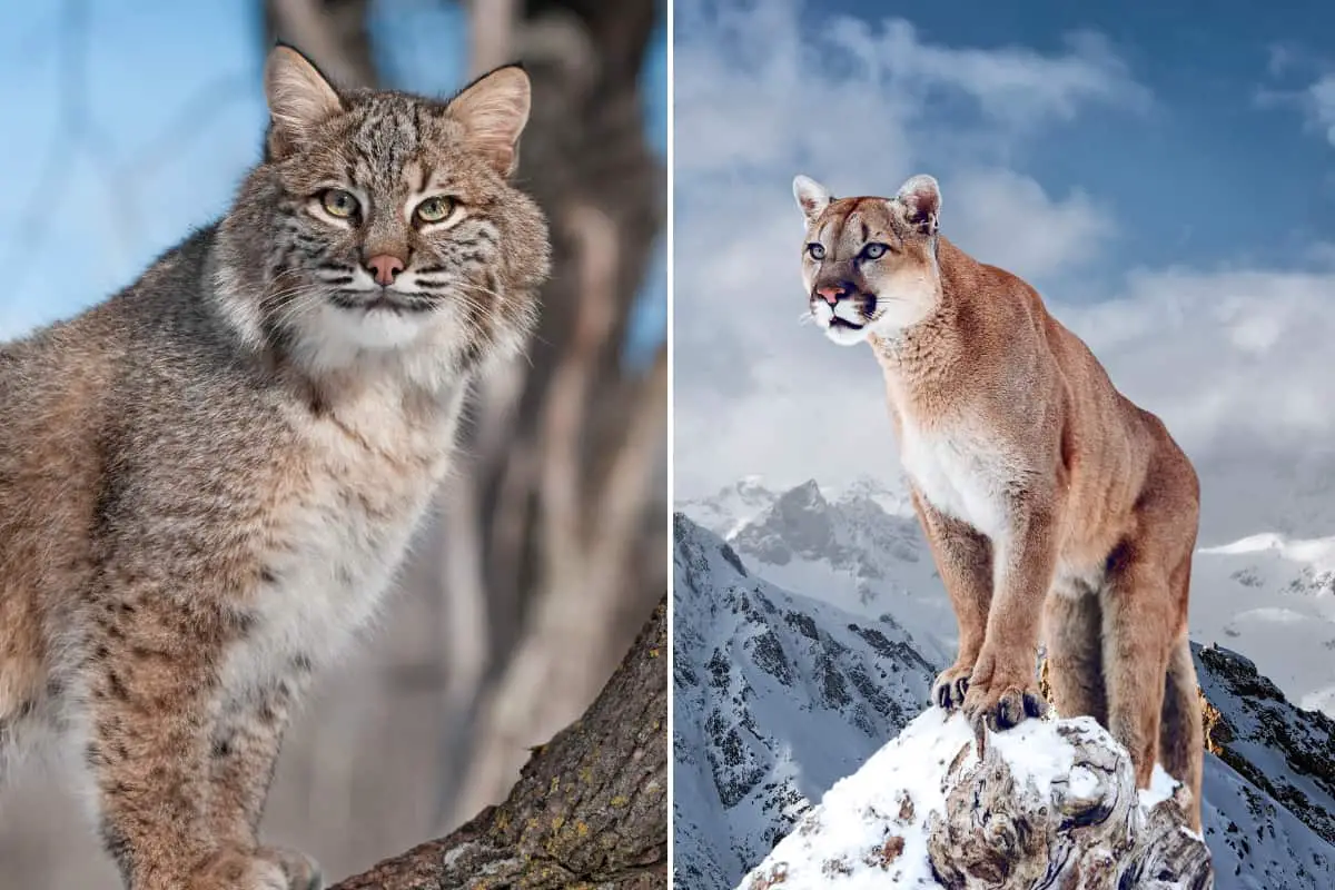 Bobcats are the only wild cats of Georgia some mountain lions have weak evidence of presence