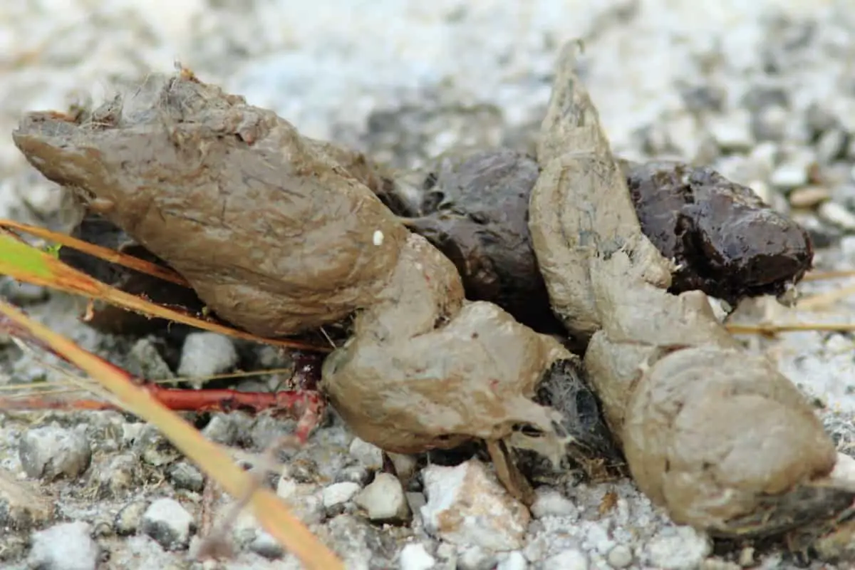 bobcat fresh scat