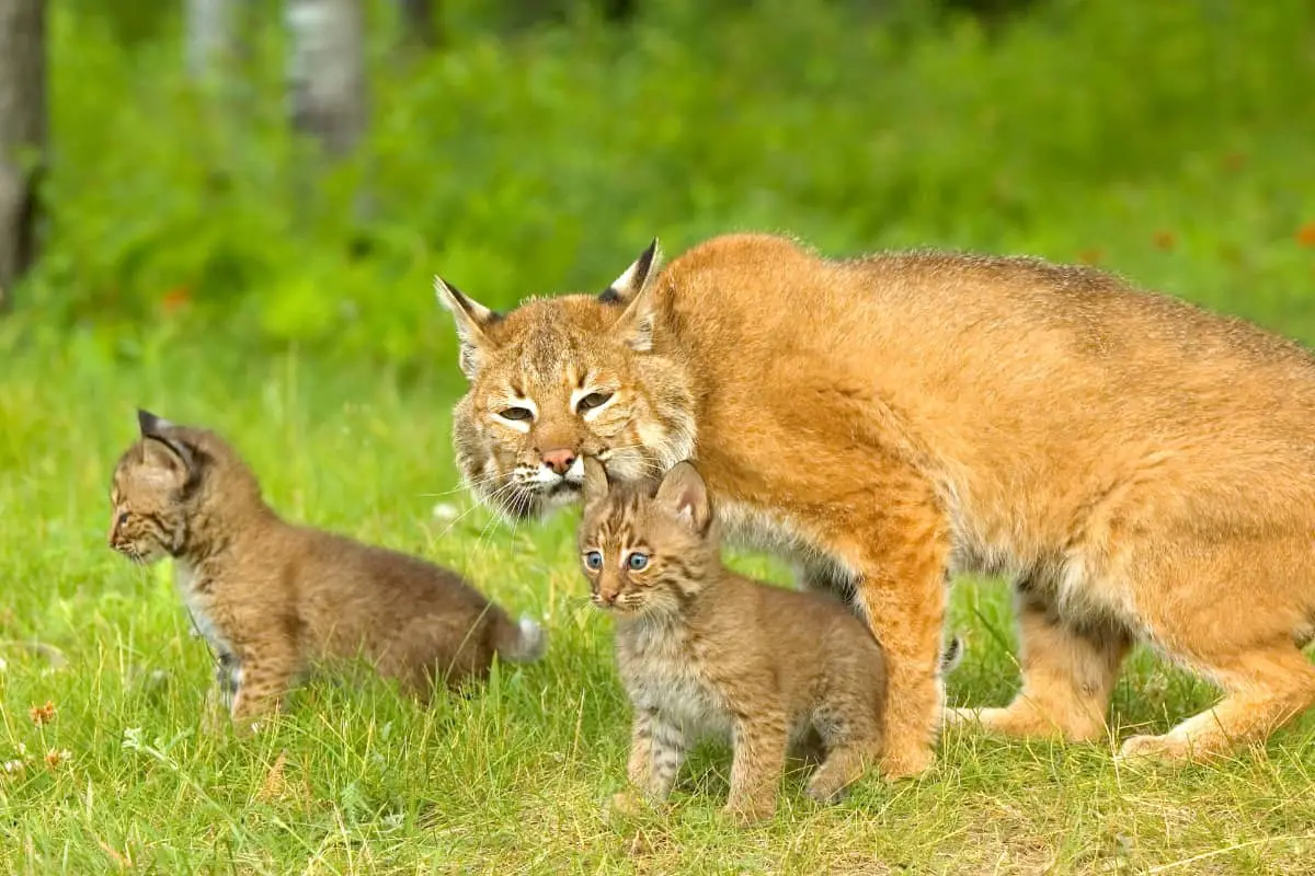 A bobcat mother with its kitten