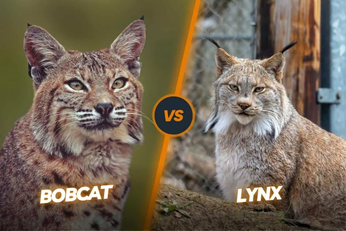 bobcat vs lynx