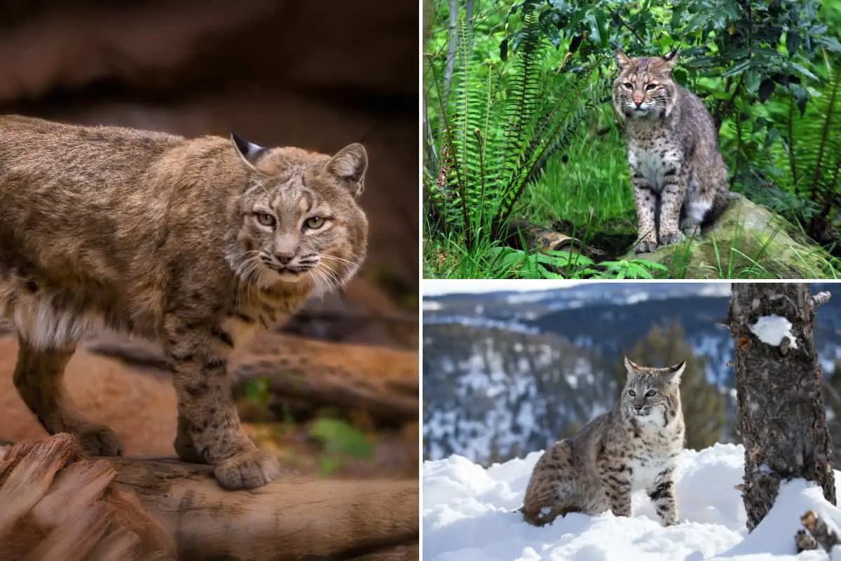 Both Bobcats and foxes can adopt to various environments