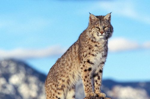 bobcats in Utah